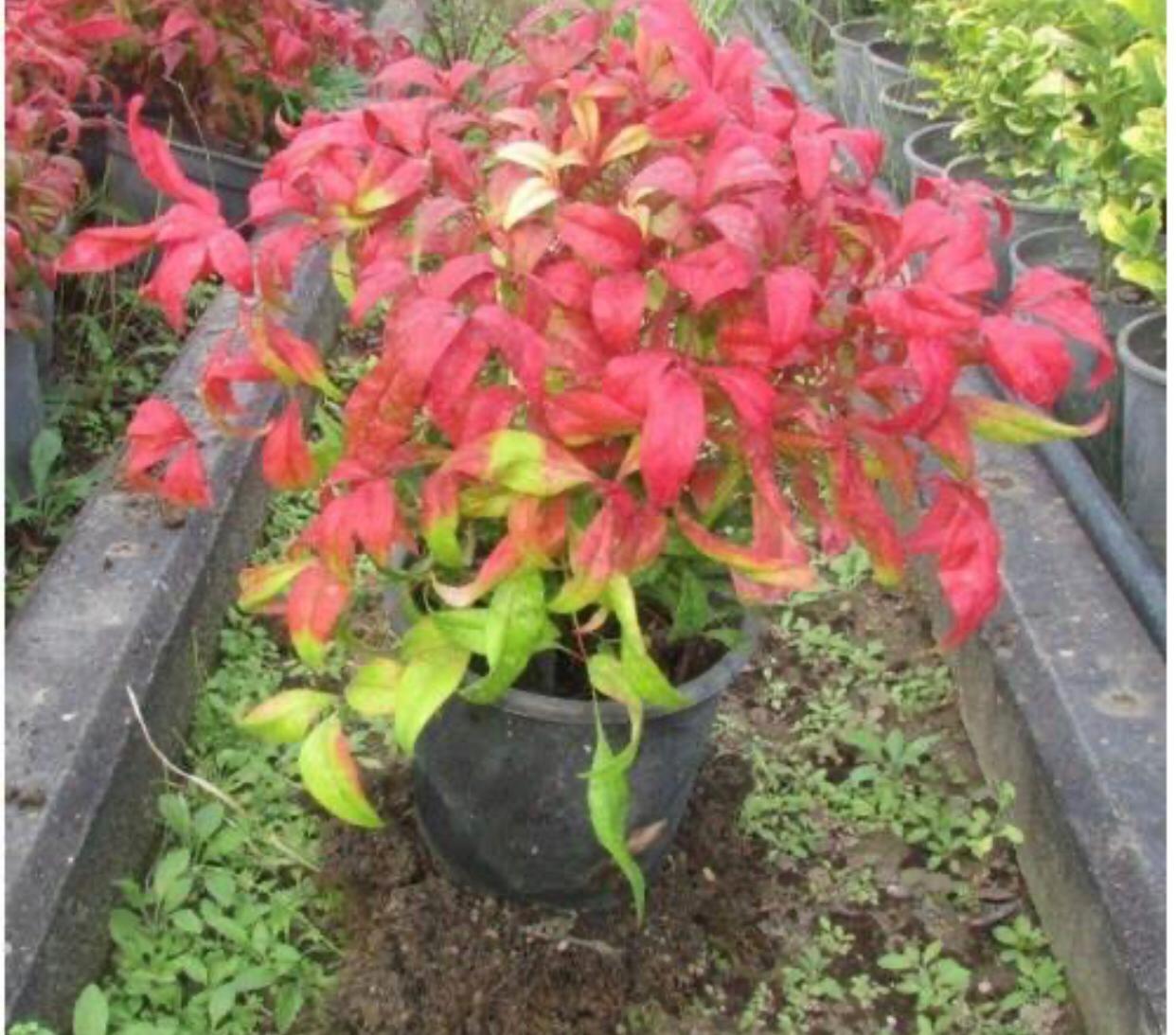 nandina domestica